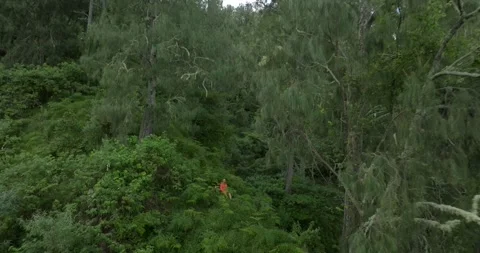 Professional photographer launch drone to take video of himself in rainforest Stock Footage 248902201