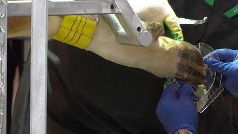 Professional processing of cattle hooves, manicure for cows Stock Footage 124231175