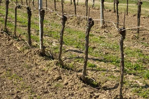 Professional pruning of grapevines in early spring season. Stock Photos