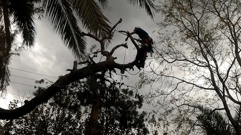 Professional pruning trees Video stock 76983862