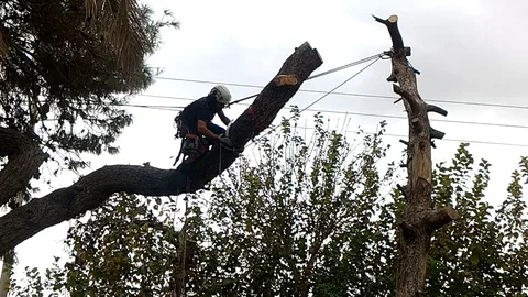 Professional pruning trees Stock Footage 76983873