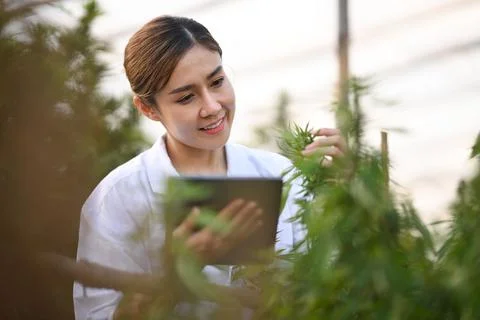 Professional researchers using digital tablet and checking cannabis plants in 写真素材