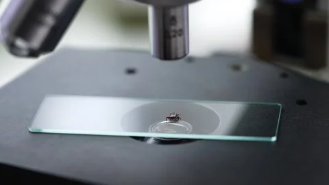 Professional scientist wearing protective gloves carefully mounting tick Stock Footage 310429830