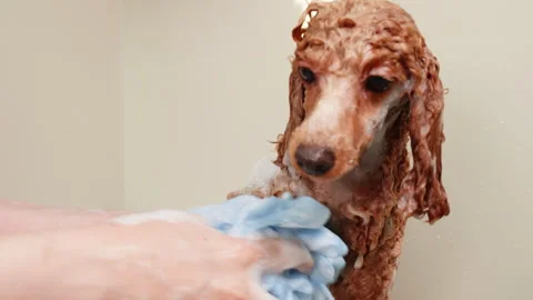 Professional scrubbing poodle with sponge while bathing at pet spa 動画素材 250222602
