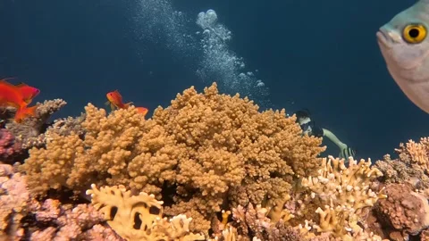 Professional Scuba diver exploring vibrant coral reef in red sea, Hurgada, Egypt Vídeos de archivo 345126256
