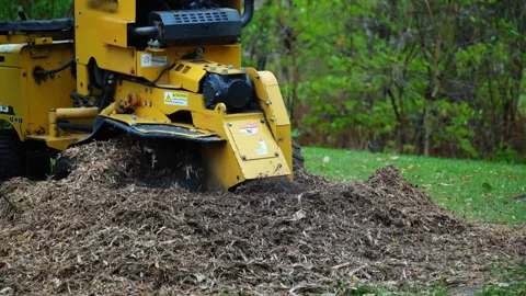Professional stump grinding machine cutting through a tree stump in a yard. The Stock Footage 322803753