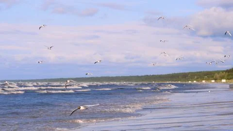 Professional surfer in the wind preparing the wind in the sea to the ocean. Stock Photos