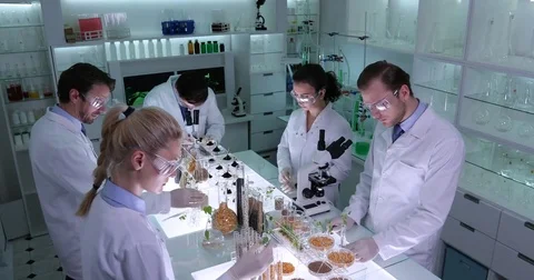 Professional Team Work Genetically Modified Plants and Seeds Talking Laboratory Stock Footage 81464252