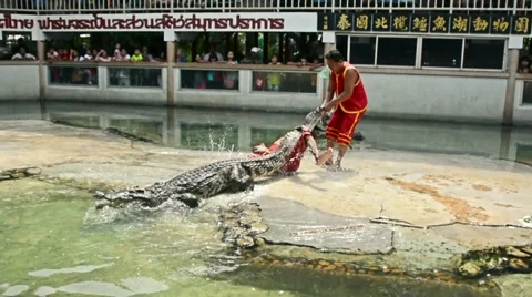 Professional trainers try to drag big fresh water crocodile Видео 63771886