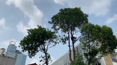 Professional tree arborist climbing and trimming Stock Footage 341664018