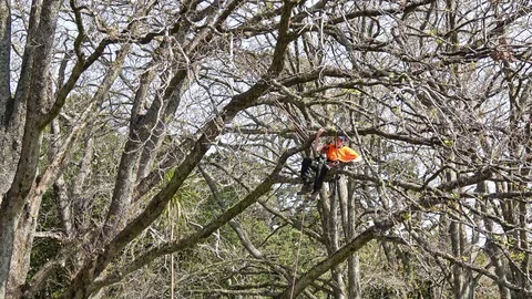 Professional tree climber cutting the branches Stock Footage 95061838