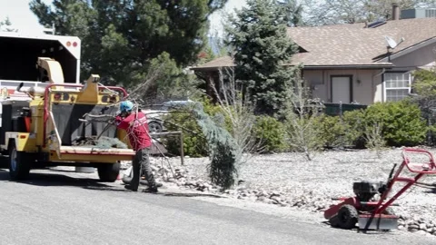 Professional Tree Service Puts Blue Spruce Branches Into Wood Chipper Stock Footage 248627618