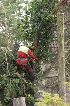 Professional Tree Surgeon Using Chainsaw for Tree Removal Stock Photos