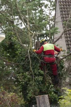 Professional Tree Surgeon Using Chainsaw for Tree Removal Stock Photos