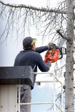 Professional tree trimming Stock Photos
