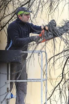 Professional tree trimming Foto stock