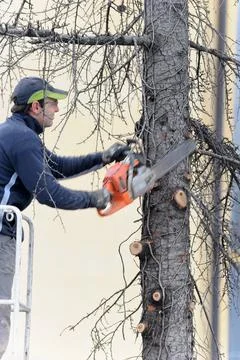 Professional tree trimming Stock Photos