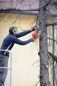 Professional tree trimming Foto stock
