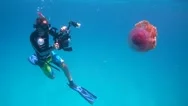 Professional Underwater Photographer Shooting Cauliflower Jellyfish - Maldives Stock Footage