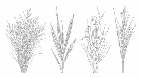 Professional vector set of ornamental grasses featuring elevation view Stock Illustration