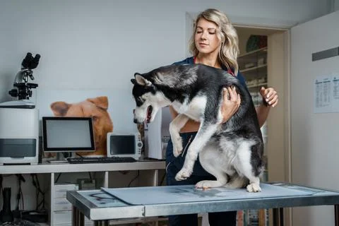 Professional vet woman with pedigreed husky dog in clinic Stock Photos