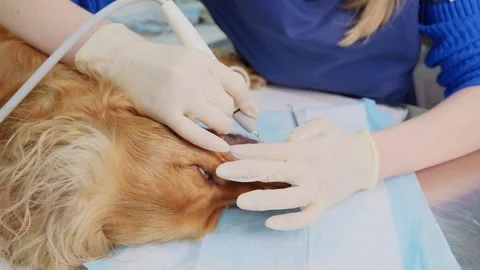 Professional veterinarian cleaning the teeth of a sedated english cocker spaniel Vídeos de archivo 337771253