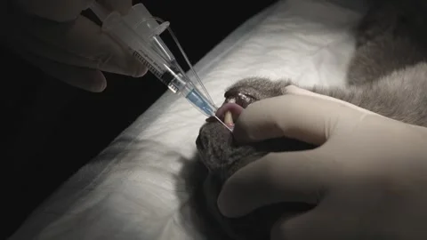 Professional veterinarian performing a root canal nerve block on a gray cat with Stock Footage 330591902