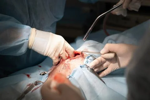 A professional veterinary surgeon performs sterilization surgery on a pet. In Stock Photos