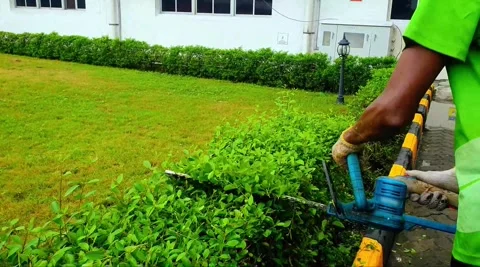 Professional Worker Using a Power Tool Hedge Trimmer to Cut and Garden Hedge Stock Footage 316229793