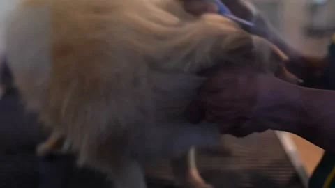 Professional workers are taking care of the dogs so they are well-groomed an Stock Footage 300445342