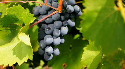 Professionally grown grapes Stock Footage 856563