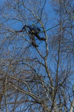 Professionals climbed a tree to cut branches Foto stock