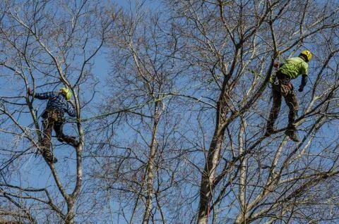 Professionals climbed a tree to cut branches Foto stock