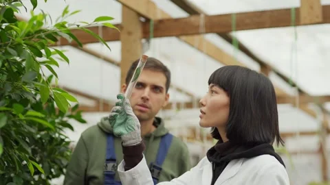 Professionals examining leaf plant samples in greenhouse Stock Footage 142407294