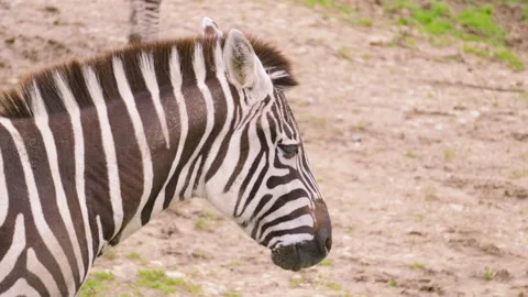 Profie View of Lone Zebra Standing Still Stock Footage 331110211