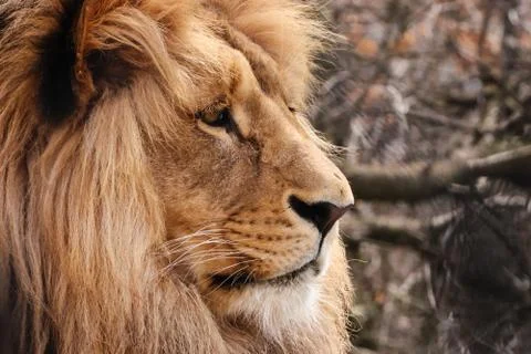 Profil face lion Foto stock