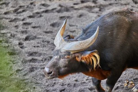 Profile of African forest buffalo Stock Photos
