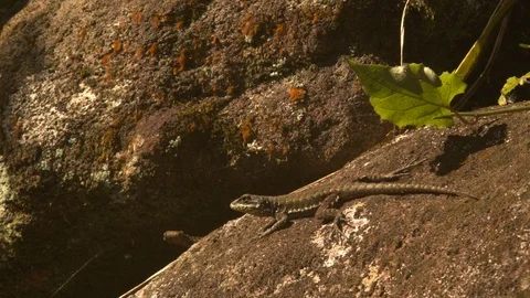 Profile of an Amazon lava lizard / Tropidurus torquatus a neotropical ground Stock Footage 108036377