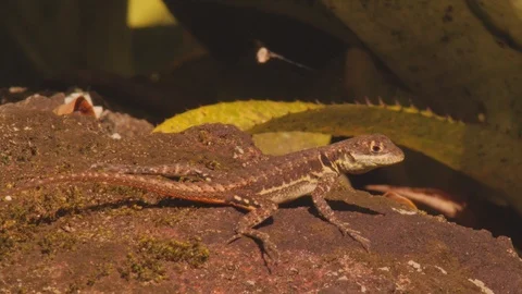 Profile of an Amazon lava lizard / Tropidurus torquatus a neotropical ground Stock Footage 108036503