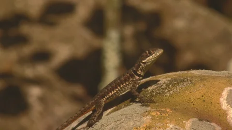 Profile of an Amazon lava lizard / Tropidurus torquatus a neotropical ground 動画素材 108036568