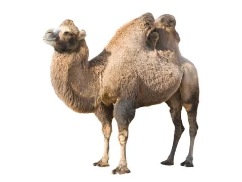 Profile of bactrian camel isolated over white Stock Photos