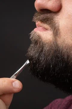 Profile of bearded man painfully pulling out gray hair from graying beard with Stock Photos