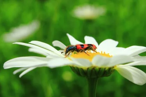 The profile of the beetle on the flower Stock Photos