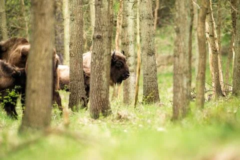 Profile of bison head in forest Stock Photos