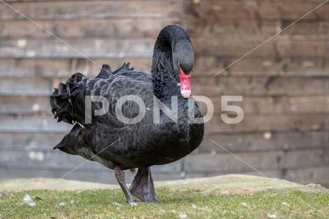 Profile of the black swan (Cygnus atratus). Beautiful west australian black s Stock Photos
