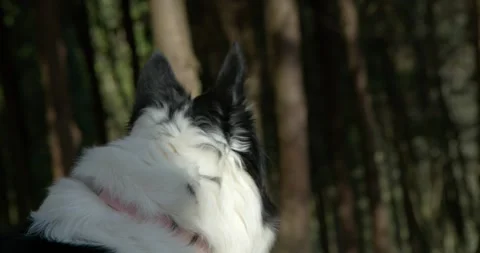 Profile of Border Collie with a steady gaze Stock Footage 328916301