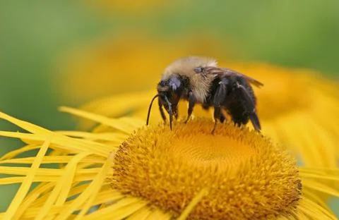 Profile of a Bumblebee Stock Photos