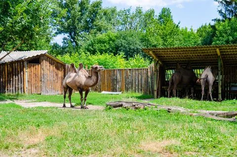 Profile of a camel (Camelus bactrianus) looking out of its zoo enclosure. Stock Photos