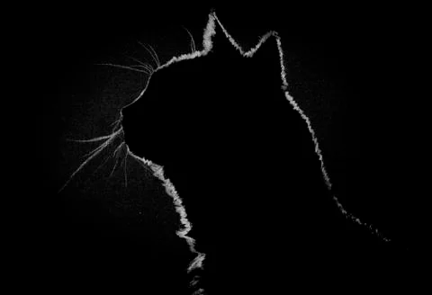 Profile cat in the dark Illustrazione stock