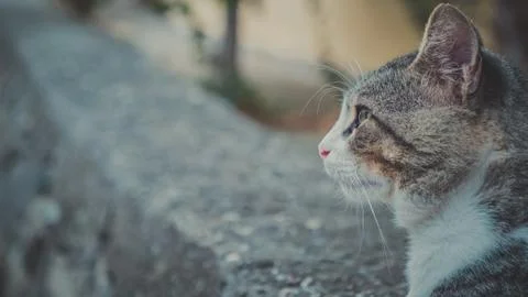 Profile of cat face close up Stock Photos